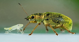 Asiatic Oak Weevil and leafhopper nymph | by Small Creatures