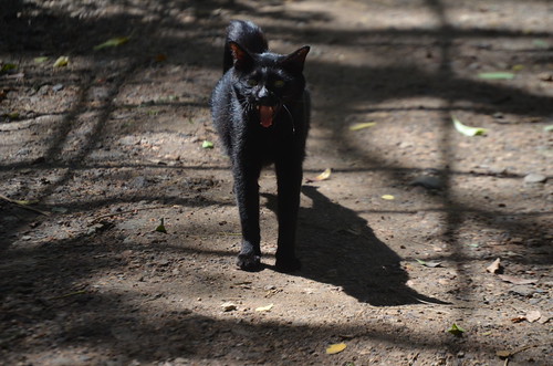 CMS_2981 | by Loop Abroad Thailand