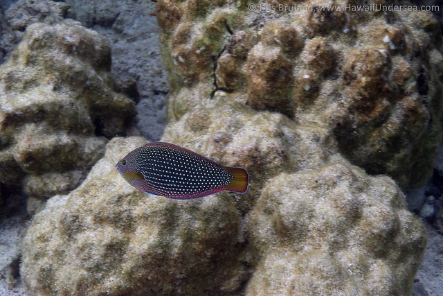 pearl wrasse: Anampses cuvier