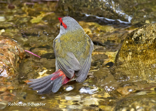 Red-browed finch bathing