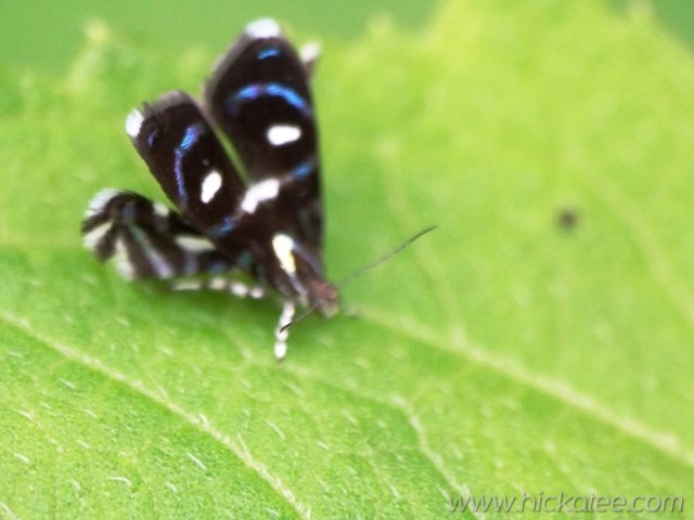Metalmark Moth - Family Choreutidae