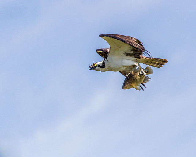 Male Osprey and Fish