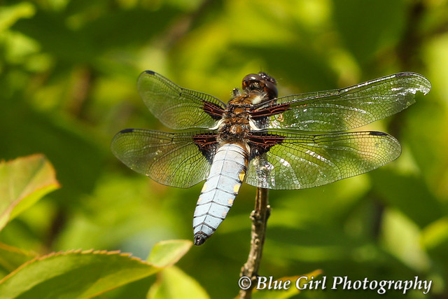 Broad-Bodied Chaser