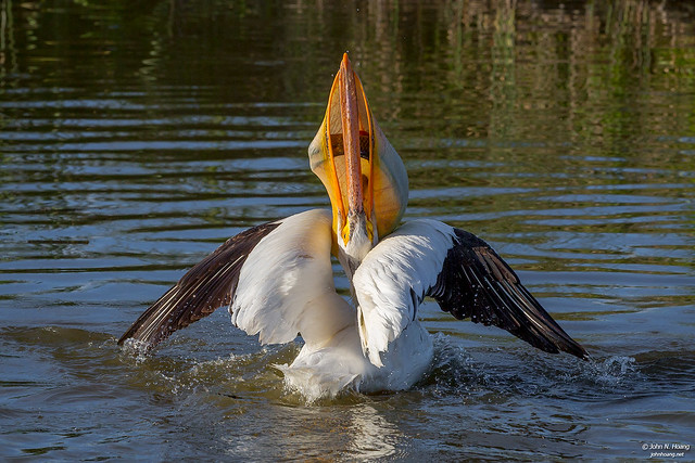 White Pelican and Carps