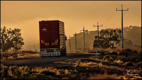 road morning light truck canon big wheels australia semi nsw 5d outback 2711 trailer hay murrumbidgee 400mm ef400mmf56l hayplains haynsw 5dmarkiii markcooperphotography