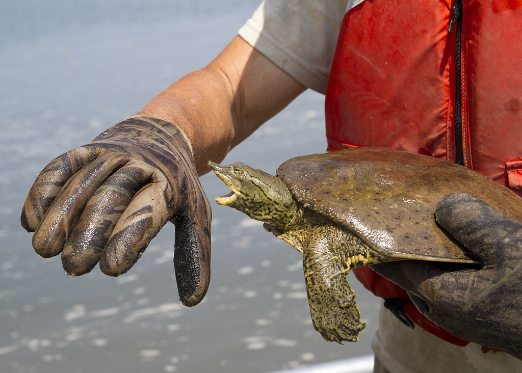 How strong is a soft shell turtle's bite?