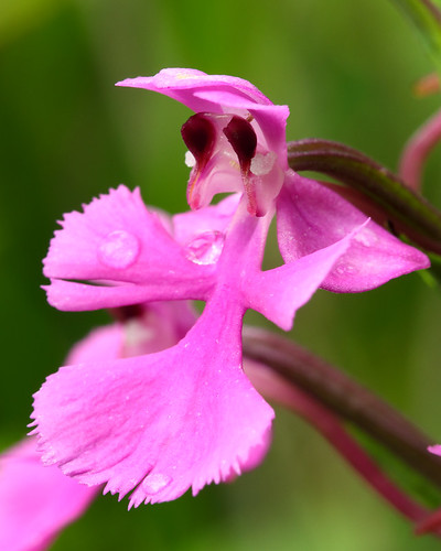 Platanthera peramoena, Purple Fringeless Orchid in habitat, Murray County, Georgia