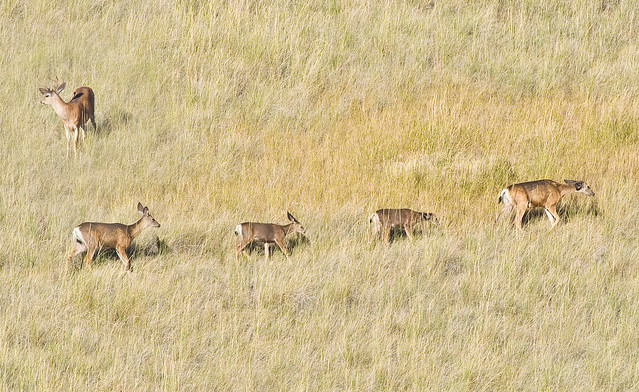 Mule Deer Family In Transit