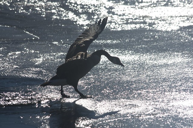 Goose on Ice in Silhouette