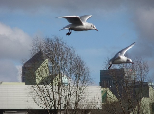 Black-Headed Gull, Canada Water, London SE16 @ 3 February 2014 (Part 2 of 22)