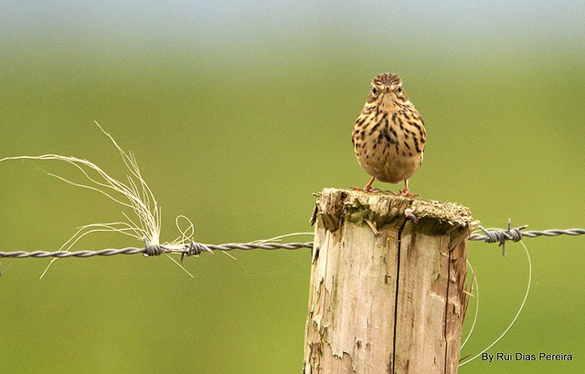 Petinha dos prados | Anthus pratensis | Meadow pipit