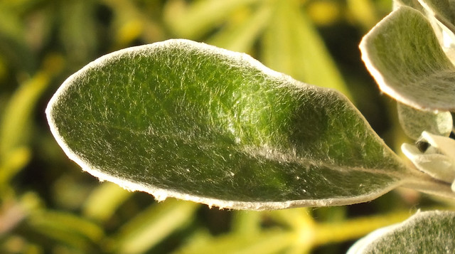 Daisy bush (Brachyglottis greyi) leaf