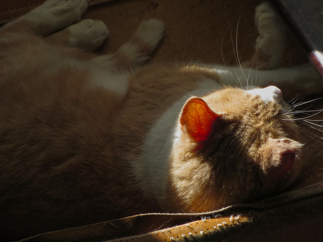 Blood veins in a cat's ear in sunlight.  (2014)