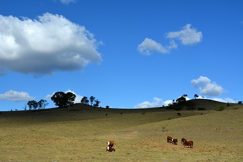 light sky animals clouds rural landscape countryside day shadows cattle australia bluesky hills pasture drought queensland sequeensland ruralaustralia rurallandscape backcreek loganvalley pwpartlycloudy palencreekvalley