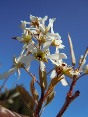 Amelanchier utahensis