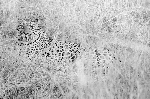 travel bw nature southafrica nikon wildlife sigma monotone safari leopard adobe lightroom gamereserve sabisands inyati sabisandsgamereserve d7000 nikond7000 inyatilodge vscofilm 120400mmf4556afapodgoshsm