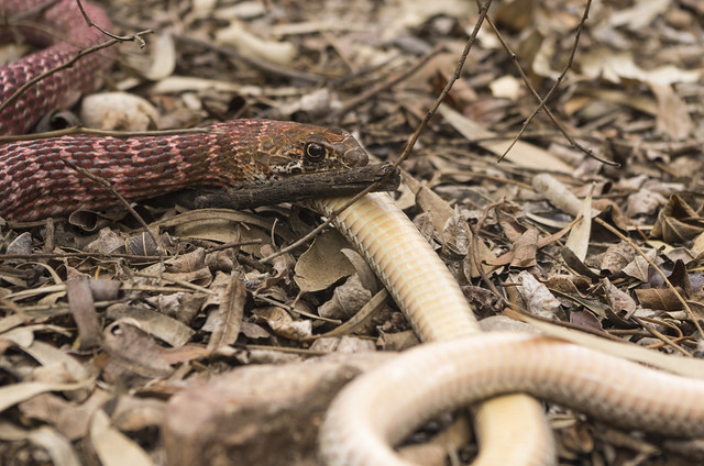 Red Coachwhip Snake eating a Western Patch-Nosed Snake