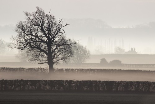 muston bottesford leicestershire a52 england uk mist meadow hedges tree silhouette monochromatic julian barker canon dslr 600