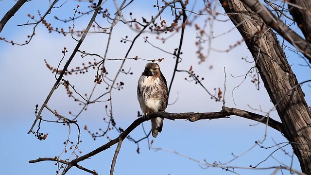 Hawk Hunting for Vole - video