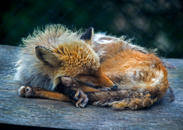 Scraggly Red Fox Asleep