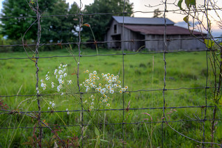 Wildflowers, Barbed Wire, Barn