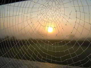 Wet web sunrise *Explored