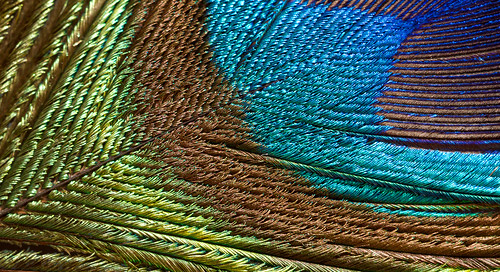 life blue ireland brown detail macro green bird eye nature feather peacock iridescent interference limerick plumage annacotty structuralcolour peacockfeathercloseup