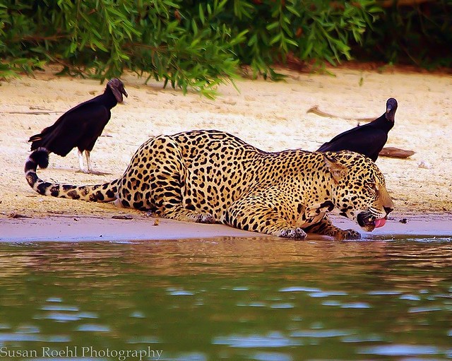 Male Jaguar drinking from the Cuiaba River in The Pantanal in Brazil (Explored)