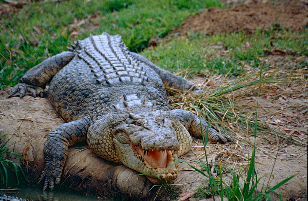 Tiger Shark vs Saltwater Crocodile in an epic battle to the death

Saltwater Crocodile (Crocodylus porosus) | Australia Zoo, Be… | Flickr