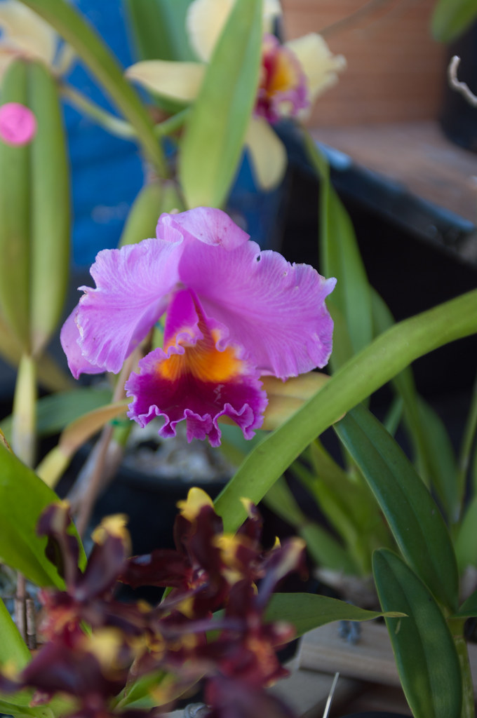 Cattleya Orchids For Brisbane Orchid Flowers