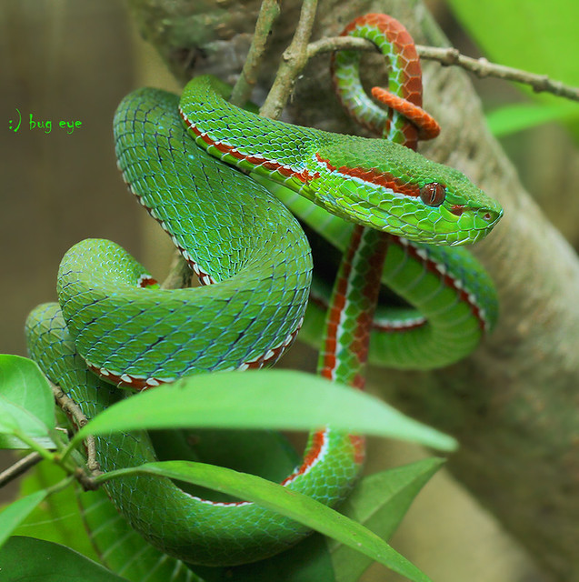 Pope's Green Pit Viper / Popeia popeiorum (Smith, 1937) / งูเขียวหางไหม้ท้องเขียวเหนือ
