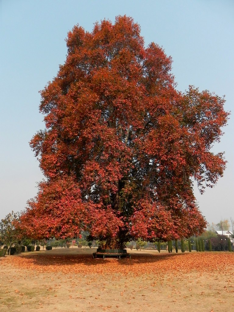 Чинар Дерево Фото