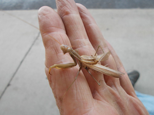 Man Van Insect Bug man Dan | Flickr