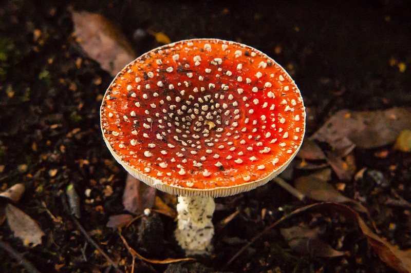 West Park fly agarics again