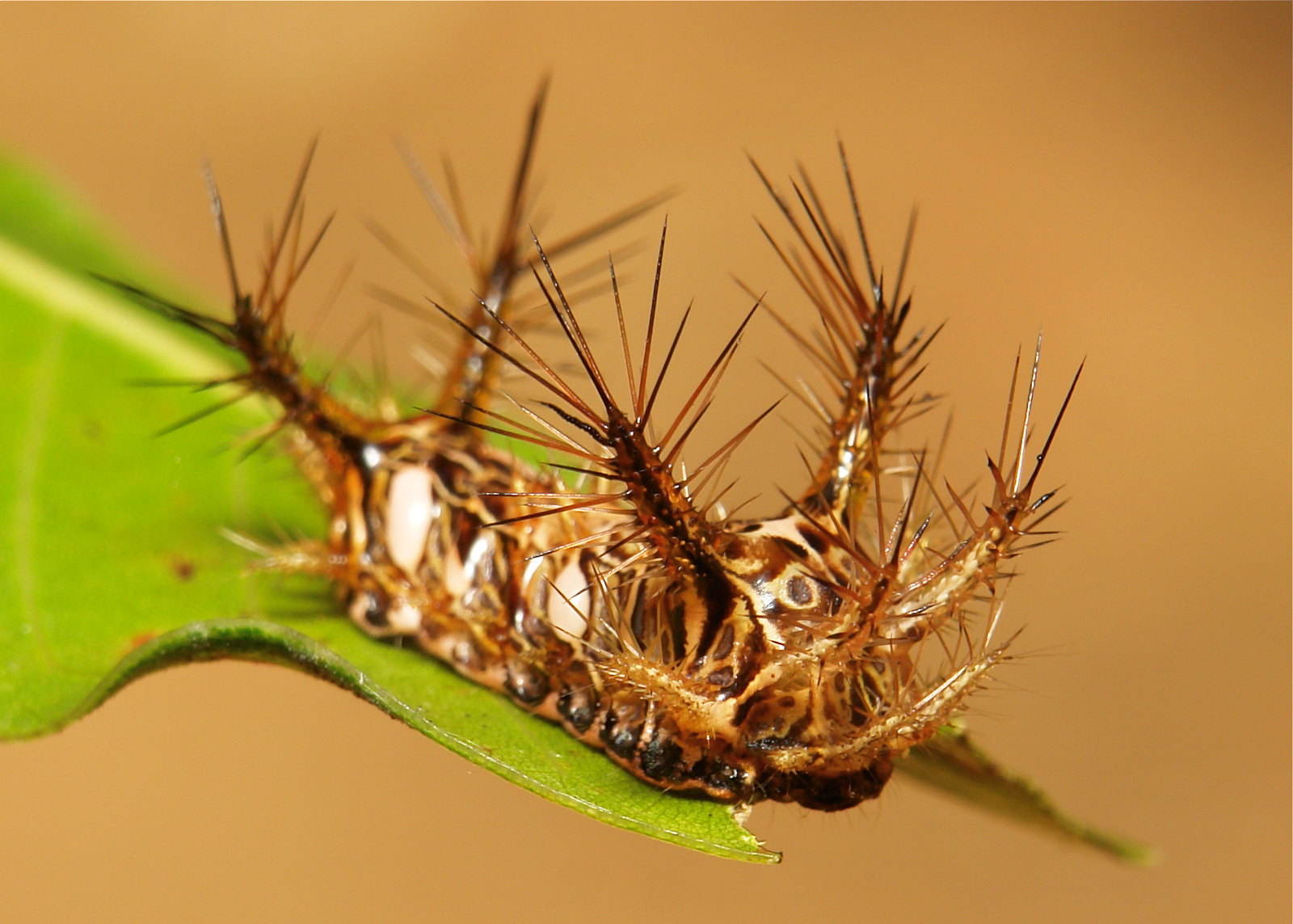 Cosar Insecta Insecta | Flickr