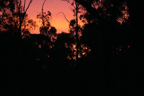 sunset forest australia victoria bendigo kangarooflat