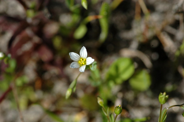 Linum catharticum (Fairy flax / Geelhartje)