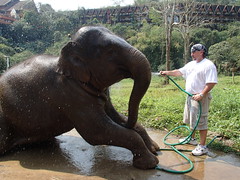 Anantara Golden Triangle Elephant Camp