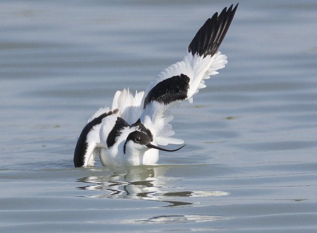Black winged Avocets can be rather daft birds..................................................................................................... here he is being just plain silly!