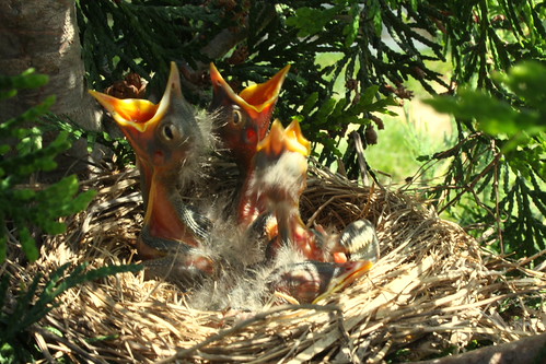 Baby American Robins | by Scott Hanko