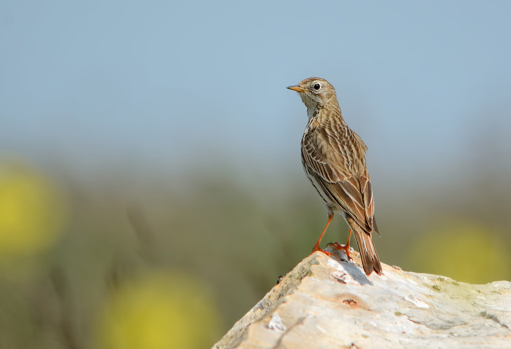 Meadow Pipit Perched