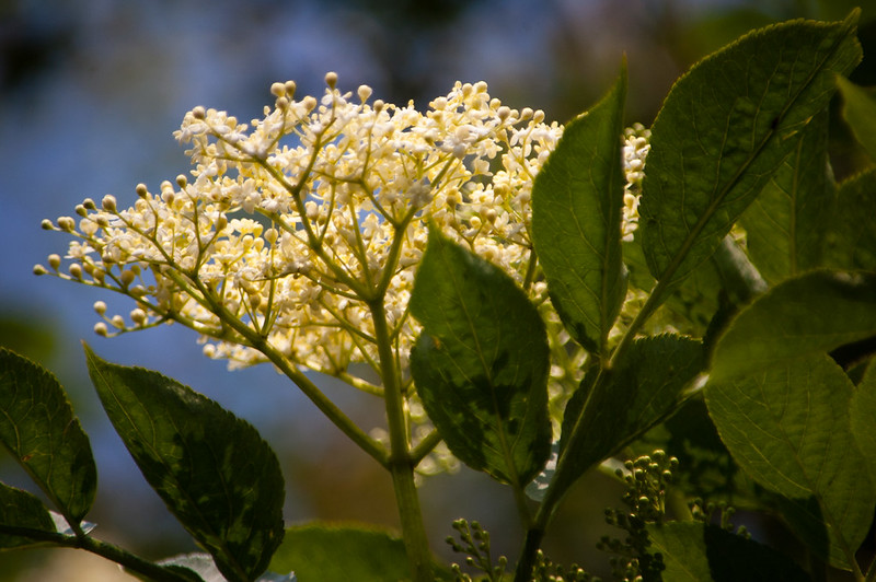 Elderflowers from below