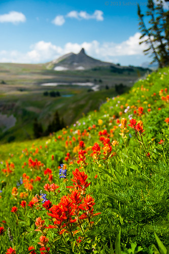 Teton Crest Wildflowers by A Camera Story, It was just around a year ago that I found myself hauling huge backpacks and camera gear up and down