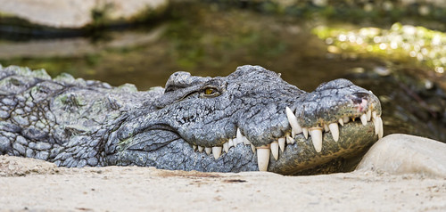 Lazy crocodile | by Tambako the Jaguar
