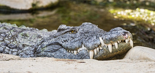 Lazy crocodile | by Tambako the Jaguar
