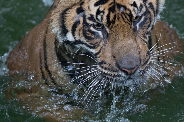 Tiger playing ball games in the moat-134.jpg