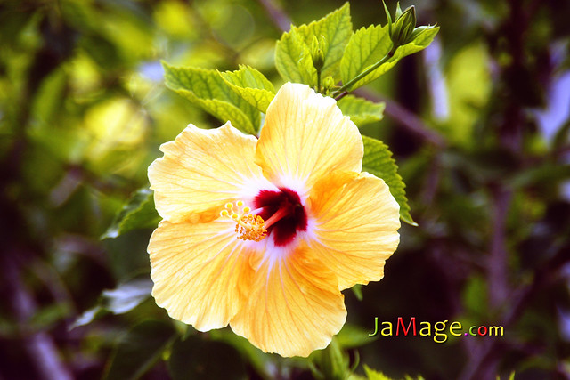 Ja'Mage Jamaica Photo Store