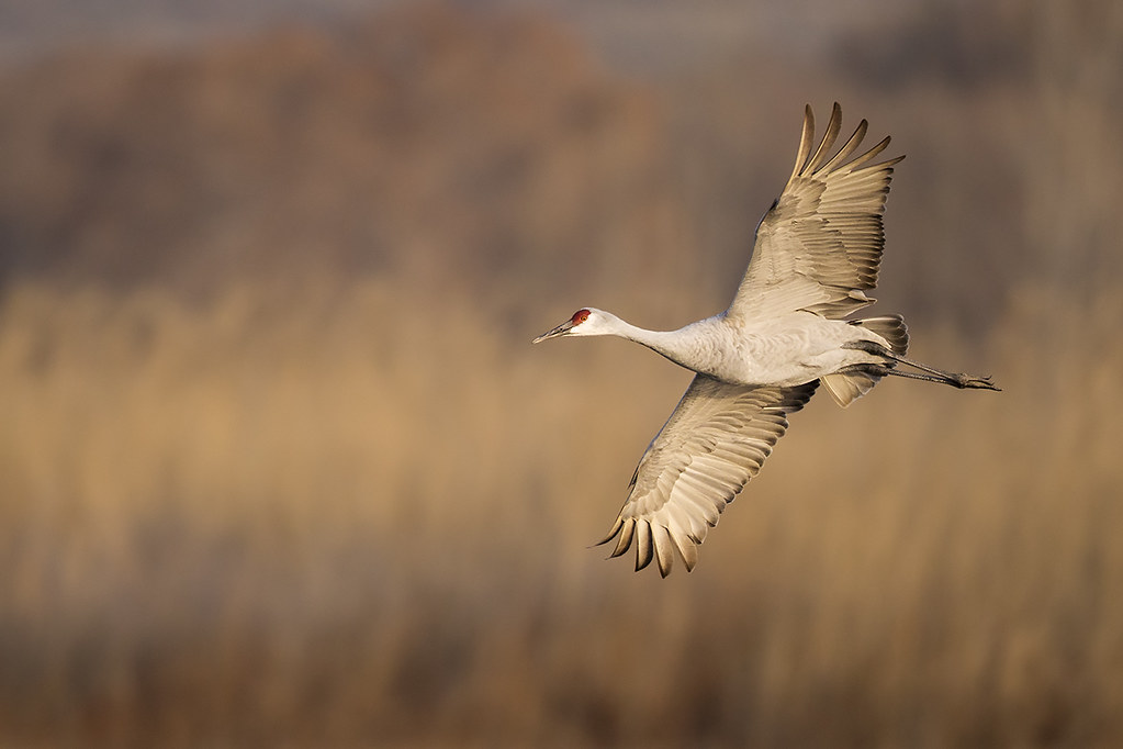 Sandhill Crane Fly-by