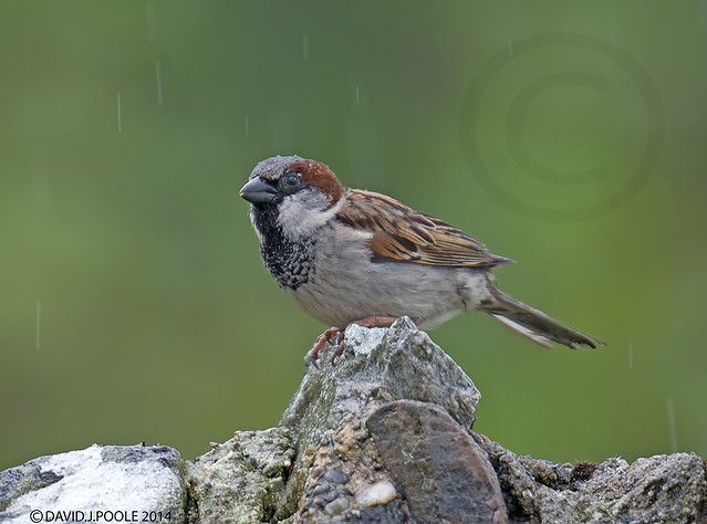 House Sparrow in the rain.