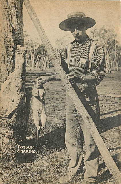 Possum Snaring - Maryborough - circa 1910